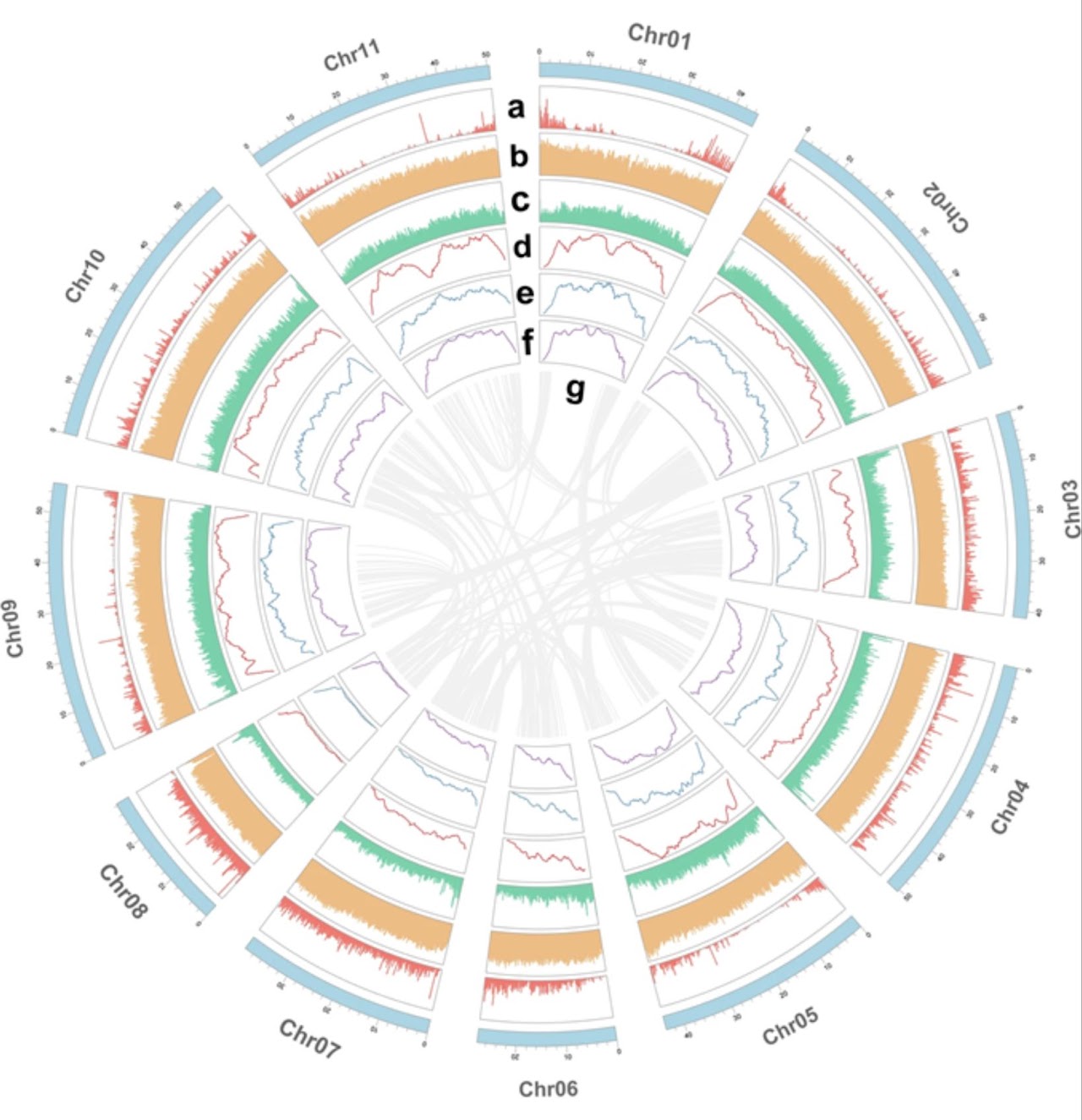 Genome assembly